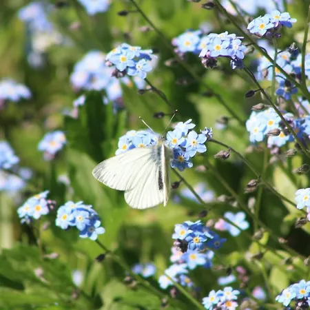 Butterfly Дом отдыха